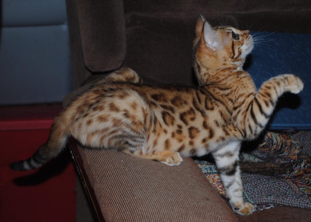 Gallery | Bengal Manor Bengals